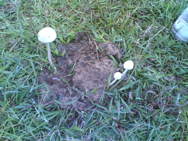 how-to-grow-magic-mushrooms-from-cow-manure